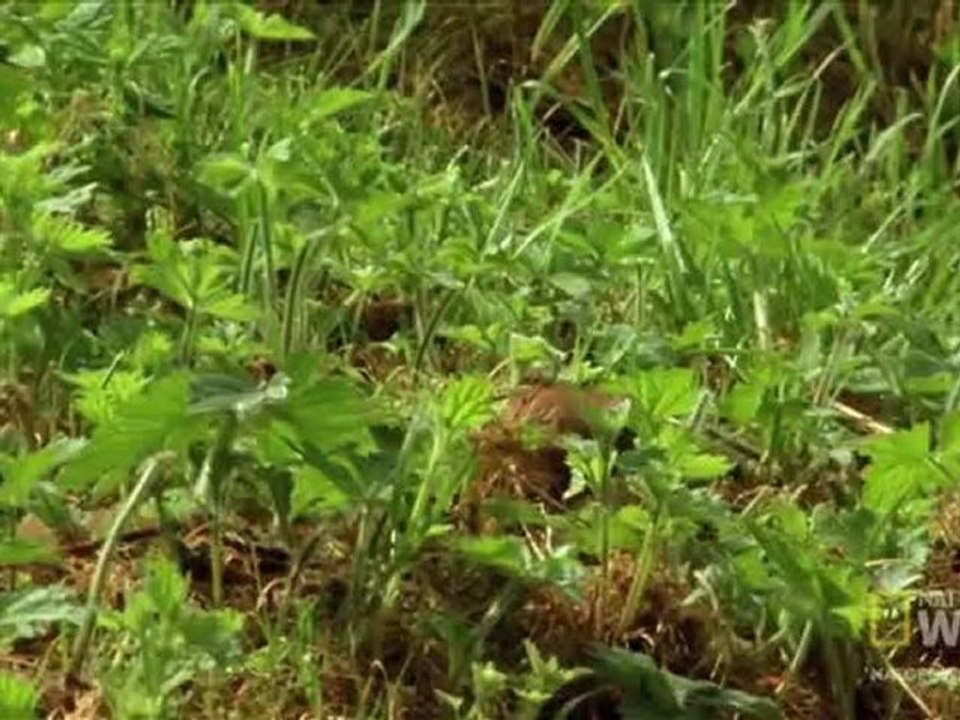 Охота при помощи гипноза