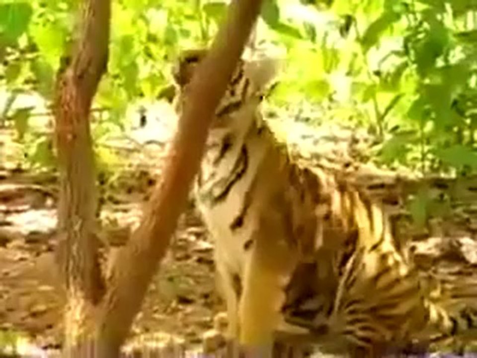 Sesliroom.com, Sesliroom, SitiFıR..!Hayvanlar Aleminin Ruh Hastası Hayvanı! xD -