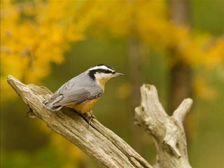 سورة الحجرات عبدالرحمن السديس