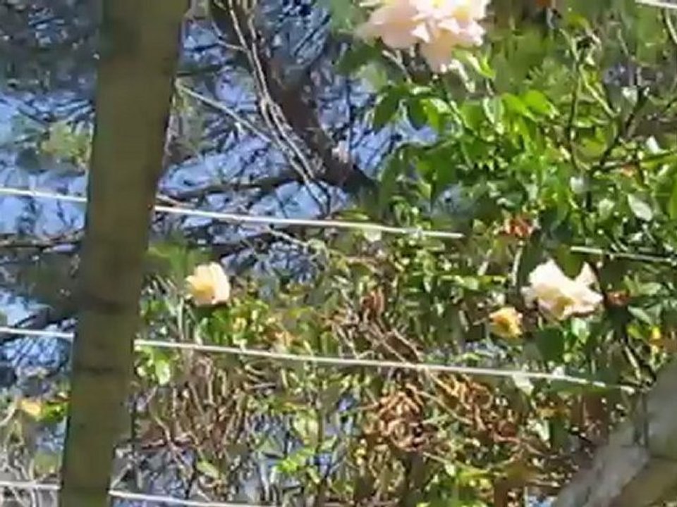 le jardin aut 2012 012