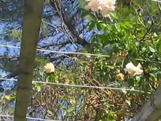 le jardin aut 2012 012