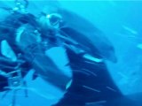 Acuerdate del delfines  - Polynésie Française - Mai 2012