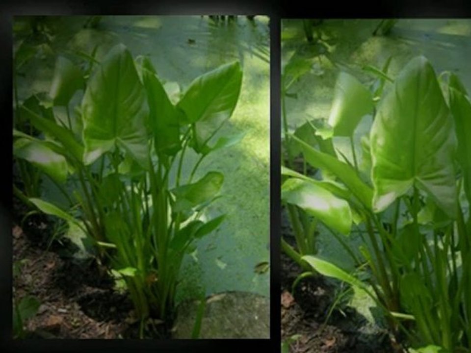 Ingesting Arrowroot for Wellness