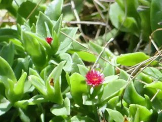 Grecja , wyspa HYDRA 8 VII 2012 r