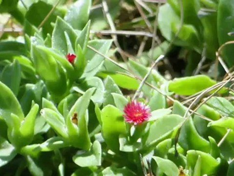 Grecja , wyspa HYDRA 8 VII 2012 r