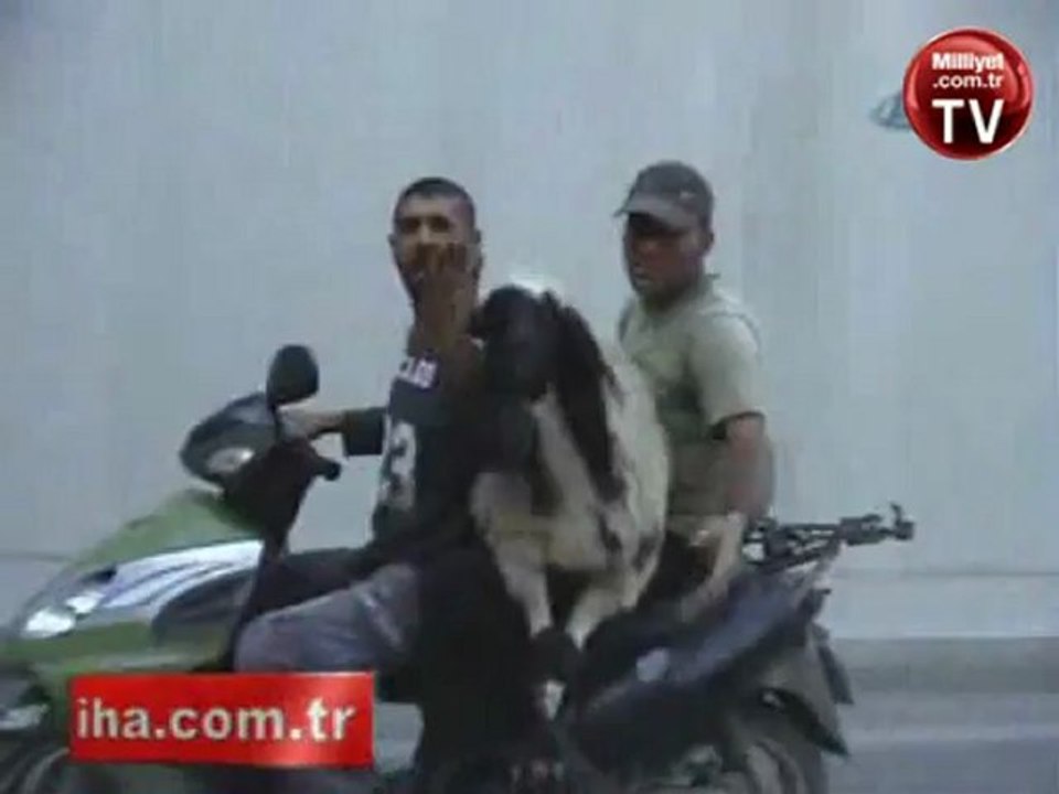 Scooterle Koyun Nasıl Taşınır ?