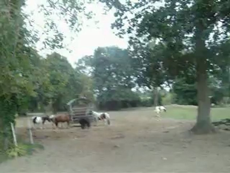 Pré des poneys 2