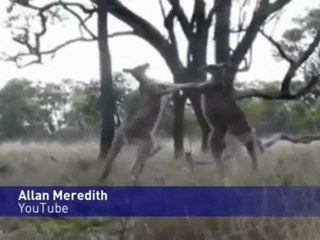 Combat de kangourou en live!! au top !!