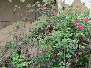 CODEGUA, FUNDO EL PEUMO