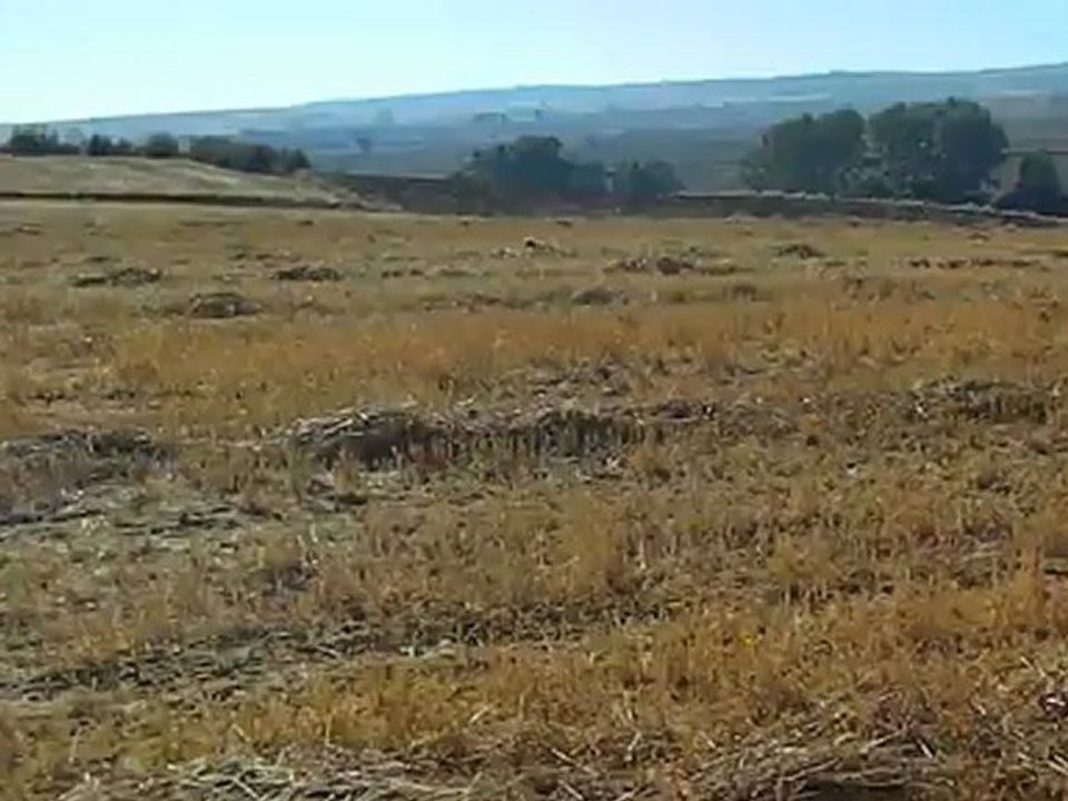 Hera Dicrocedomini -3