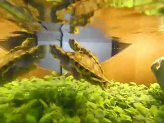 WIGHT IS WIGHT avec mon scoub ma tour°°°