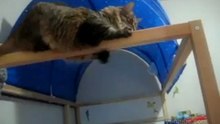Кошачий спецназ