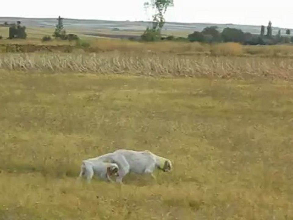 Hera Dicrocedomini -4