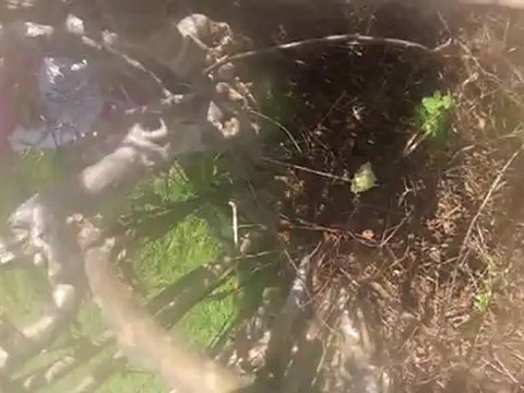 Les vaches salers ont peur du rouge la preuve