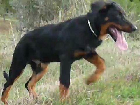 Hikki mange l'herbe pour se purger comme un grand