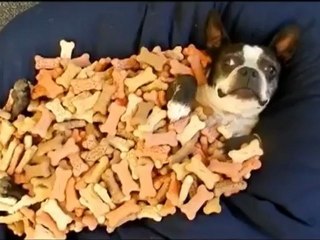 Estar nas nuvens para um cão é assim...