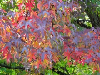 Automne à Paris 2012