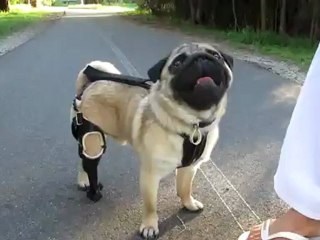 Protez Bacaklı Köpek