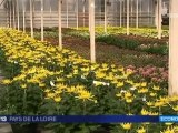 Le chrysantheme, fleur de la Toussaint pousse dans le Maine-et-Loire