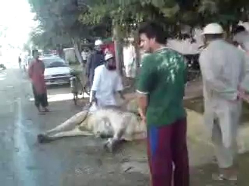 Yasen Cow 2011