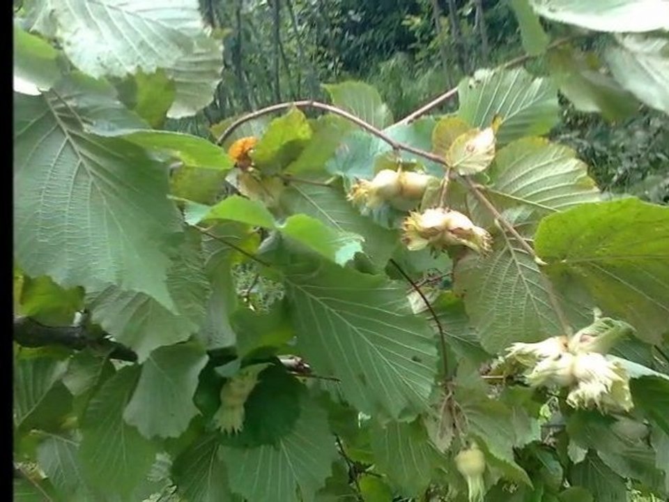 MEMLEKET HASRETI CEKENLER BUYURSUN