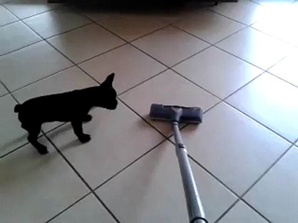 Harley face à l'aspi!