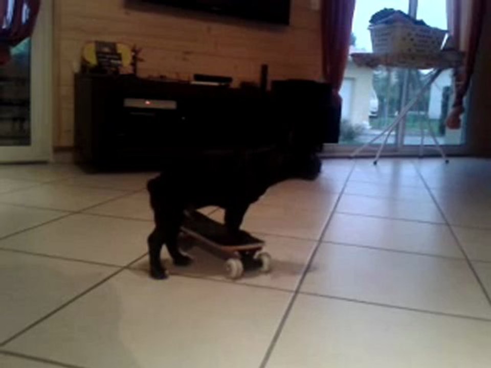 Harley, début skate!