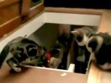 Kötü Kedi Şerafettin Arkadaşını Merdivenlerden İtiyor