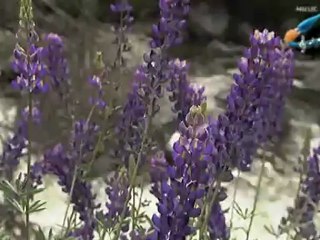 RICHARD CLAYDERMAN(SUMMER SERENADE)