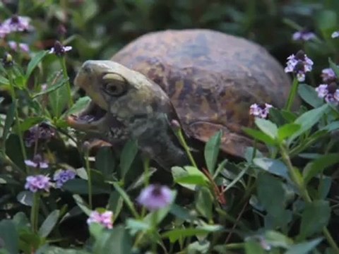 ANIMALS SCREAM YAWNS