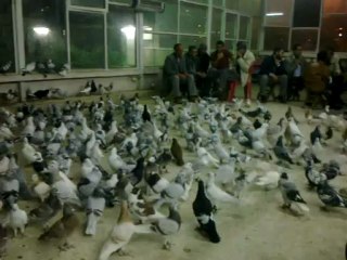 EYÜPHAN KUŞÇU KAHVESİ - 1 www.guvercintv.com/