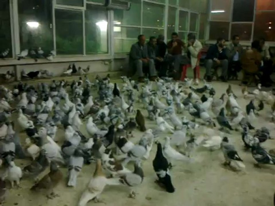 EYÜPHAN KUŞÇU KAHVESİ - 1 www.guvercintv.com/