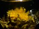 Vidéo  hommage à Paul Verlaine, éclosion de la fleur de thé vert des artistes « Soleils Couchants »