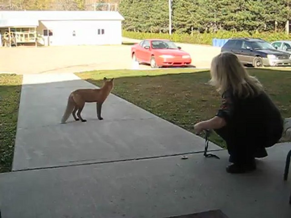 Foxlady