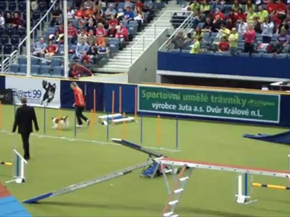 Kooikerhondje WC Agility 2012