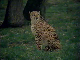 Arthur C Clarke : Animales Prehistoricos