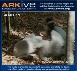 Sifaka de Vernaux