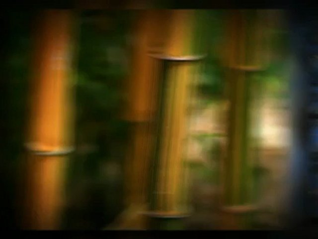 forestry investment