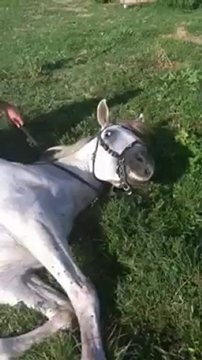 Bental couché à la demande