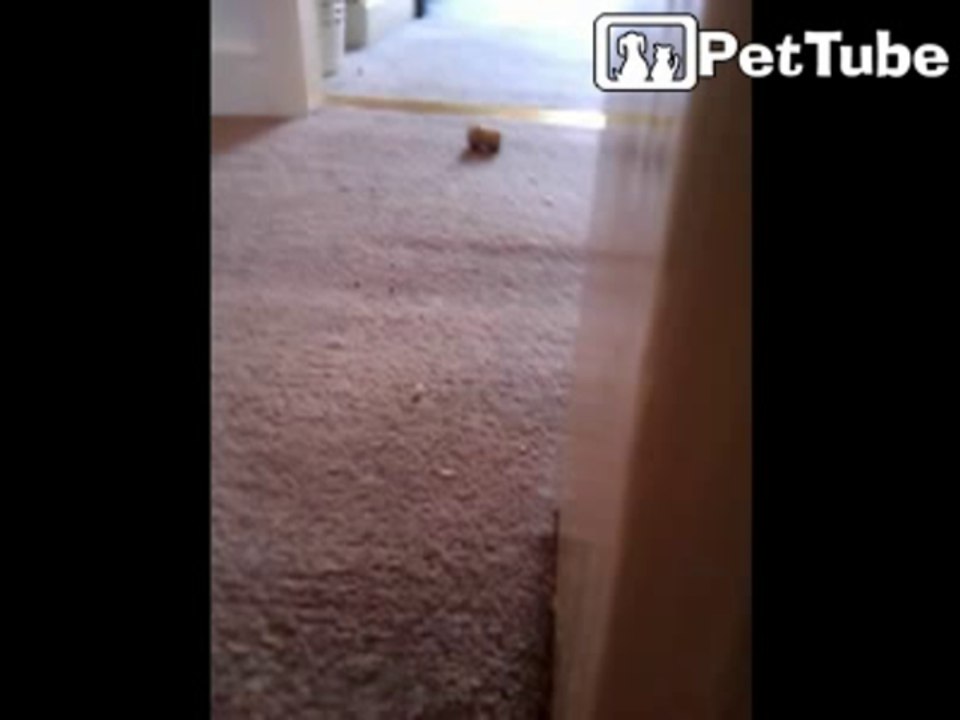Oli the naughty cat in hide and attack mode!