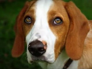 Expressions Animales