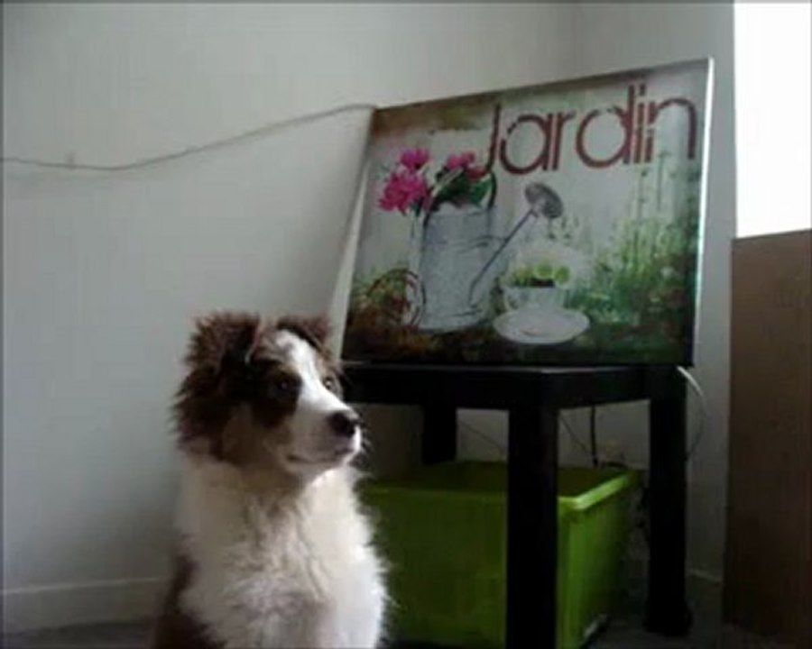 Hayko - Berger Australien - 3 mois