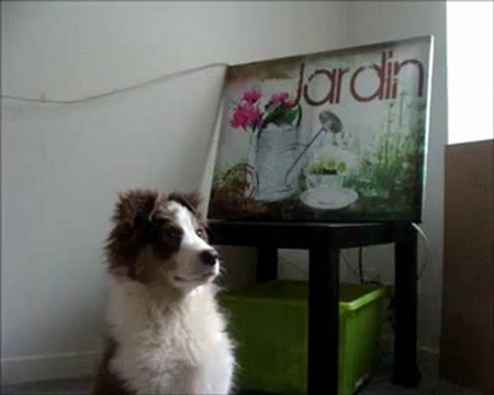 Hayko - Berger Australien - 3 mois