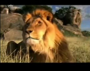 Цар Лъв (С истински животни)