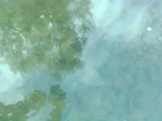 Remise à l'eau d'un barbeau de 65 cms