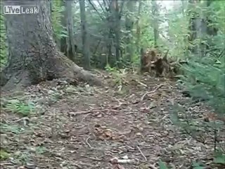 Живое дерево