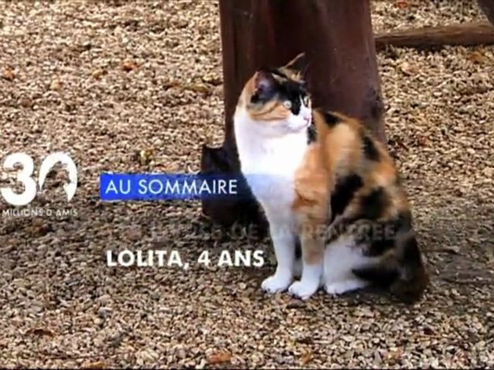 Sommaire émission 30 Millions d'Amis 23/10/2011