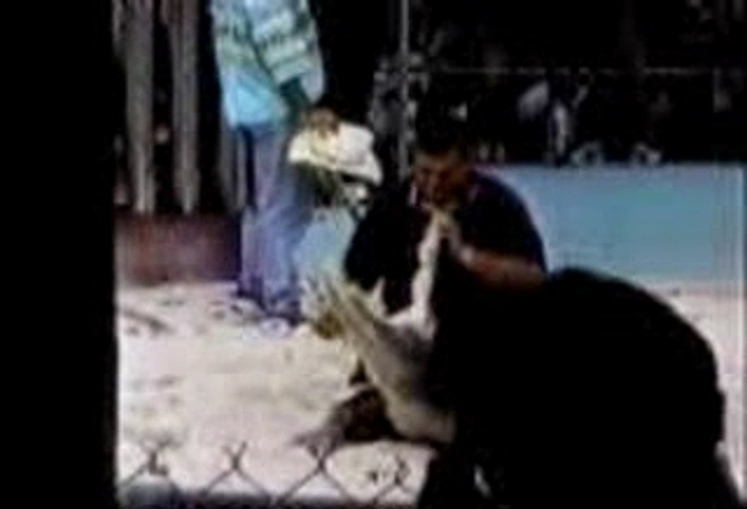 crocodile_enerve