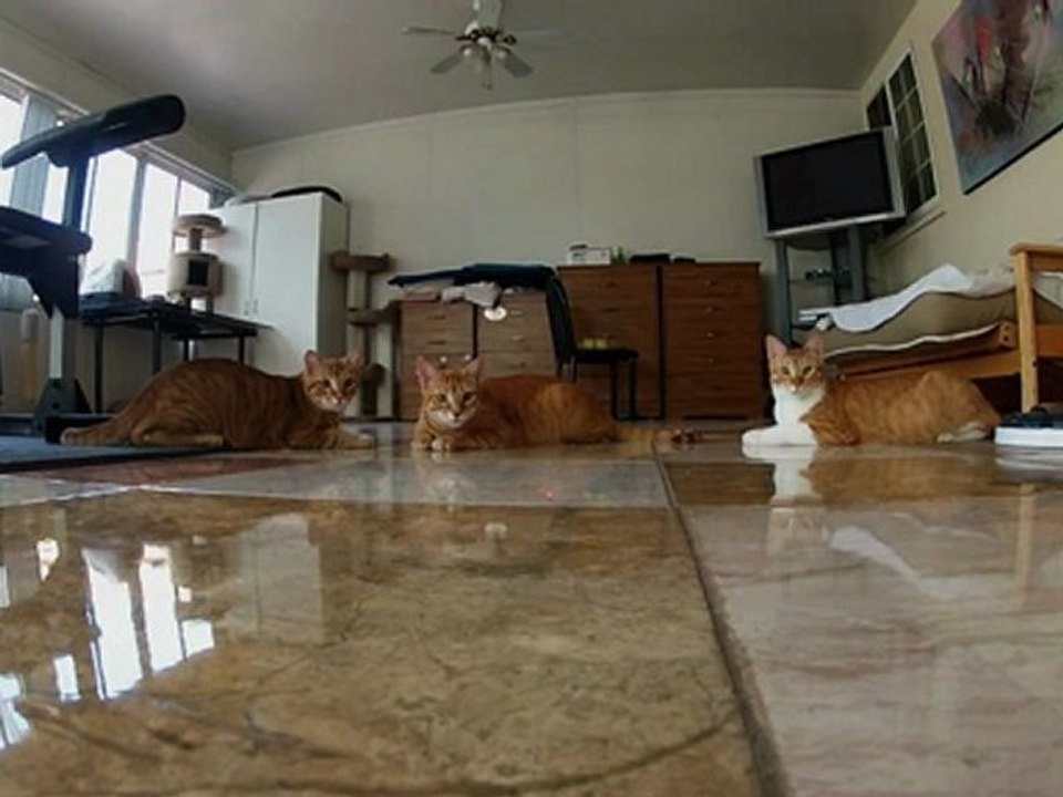 Chats vs. Lasers (Slow-Motion)