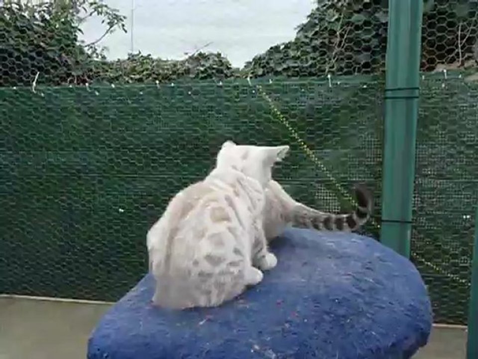 Magic Bengal HANKO SILVERY CLOUD - 9 weeks